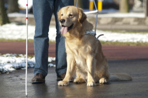 guide dog on a leash