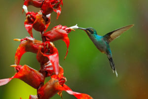 hummingbird