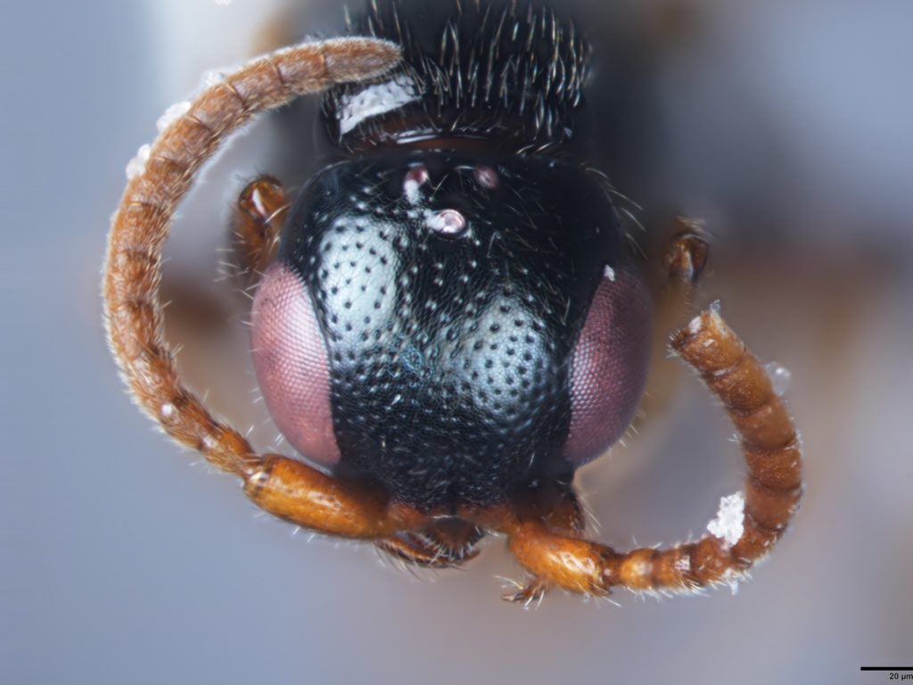 Image for Collecting Killer Wasps in Puerto Rico.