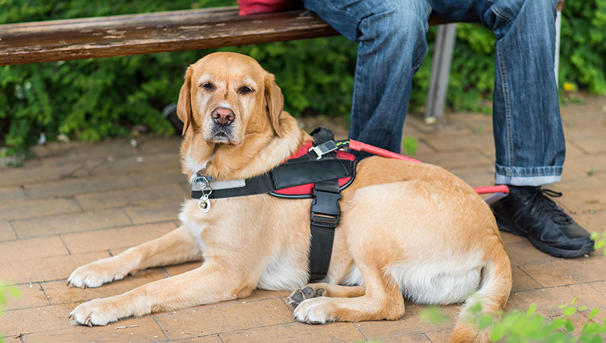 photo of a guide dog
