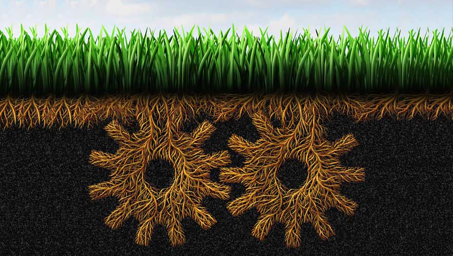 image of grass and its roots
