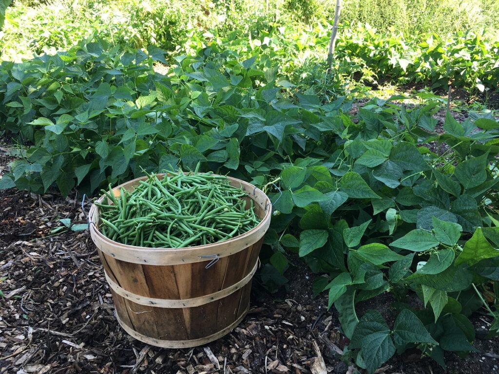 bushel of green beans