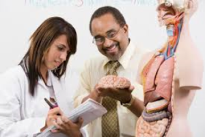 Medical staff examining organs torso anatomy model.